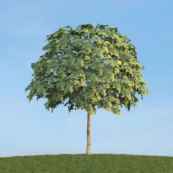 Sorbus 54 am113 image 0