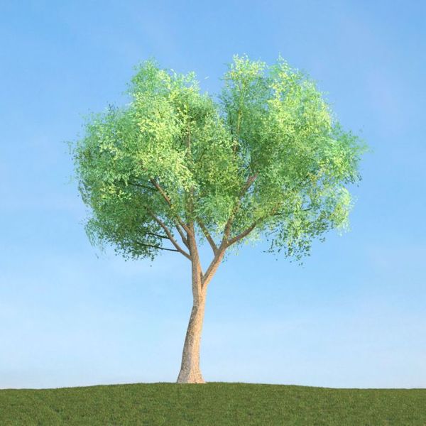 Populus 17 am113 image 0
