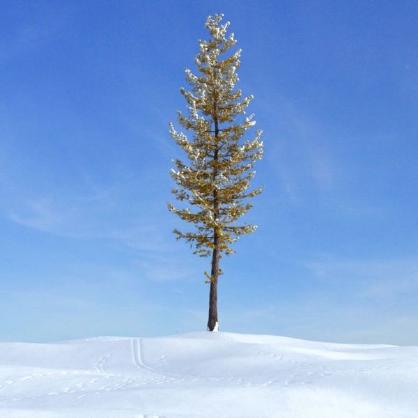 larch tree 037 am100 image 0