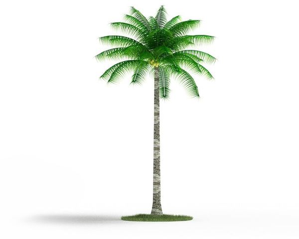 Cocos nucifera 36 AM03 Cd4 image 0