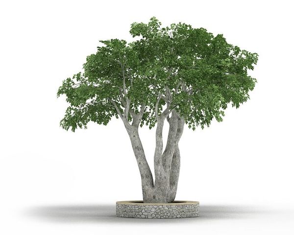 Ficus_benjamina 11 AM03 Cd4 image 0