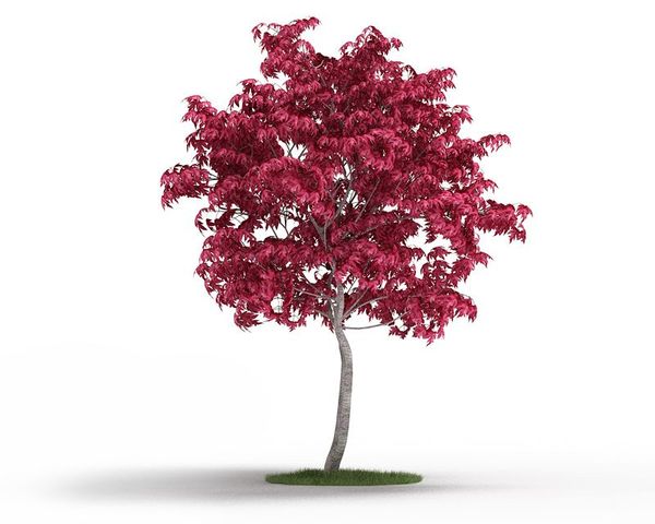 Acer japonicum 38 AM03 Cd4 image 0