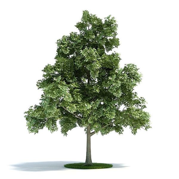 Quercus petraea Plant 39 AM61 image 0