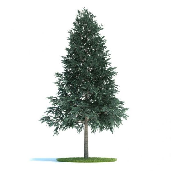 Picea abies Plant 50 AM58 image 0
