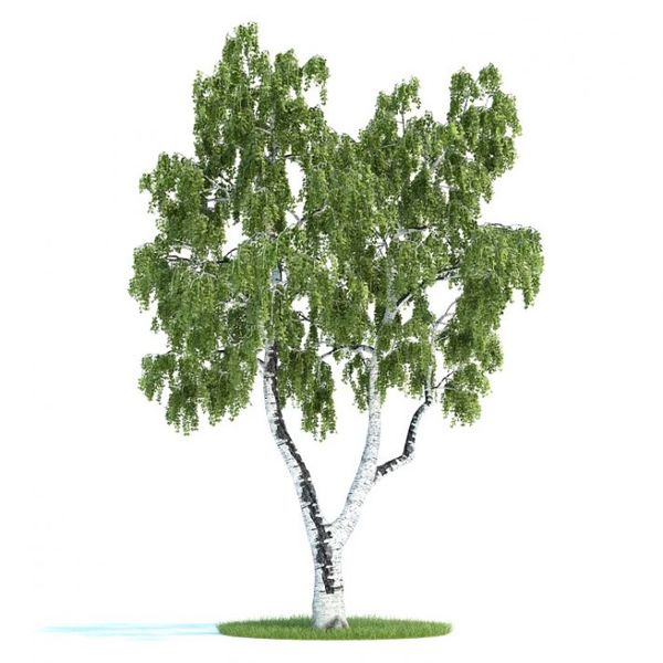 Betula Plant 39 AM58 image 0