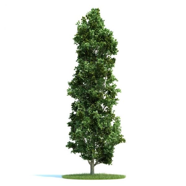 Populus Plant 38 AM58 image 0