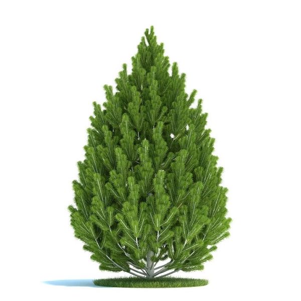 Pinus leucodermis Plant 21 AM58 image 0