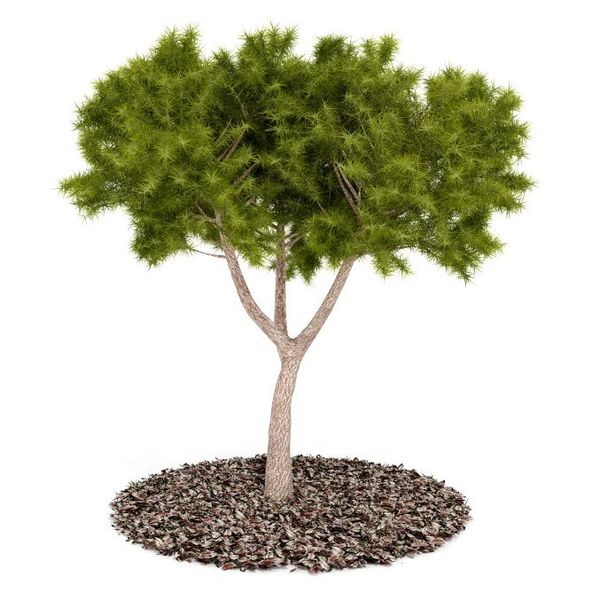 Plant 58 AM52 C4D image 0