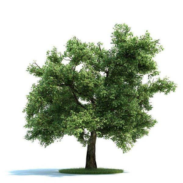Quercus Plant 01 AM58 image 0