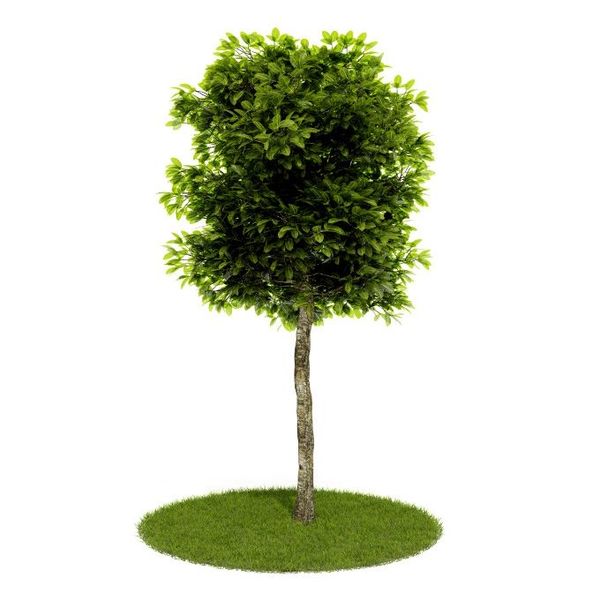 Plant 60 AM52 C4D image 0
