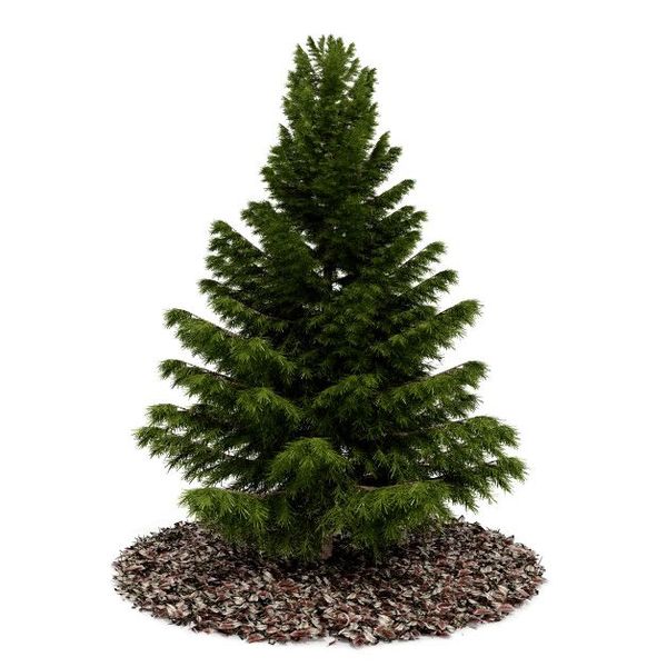 Plant 45 AM52 C4D image 0