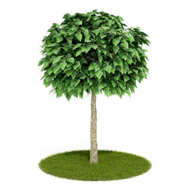 Plant 31 AM52 C4D image 0