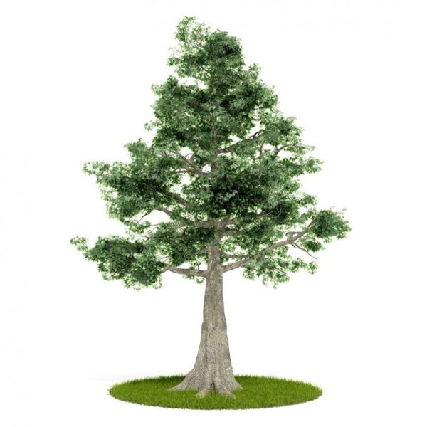 Plant 37 AM52 C4D image 0