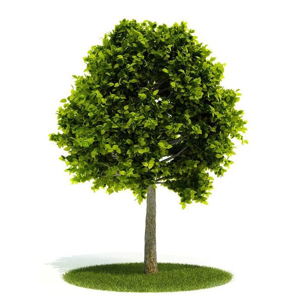 Plant 51 AM52 image 0