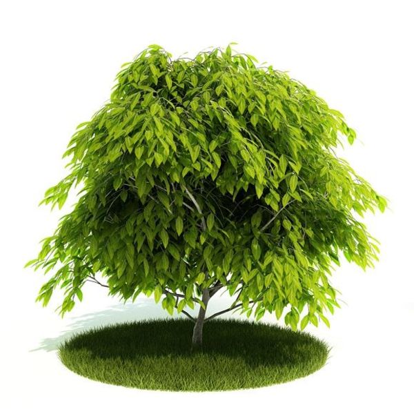 Plant 29 AM52 image 0