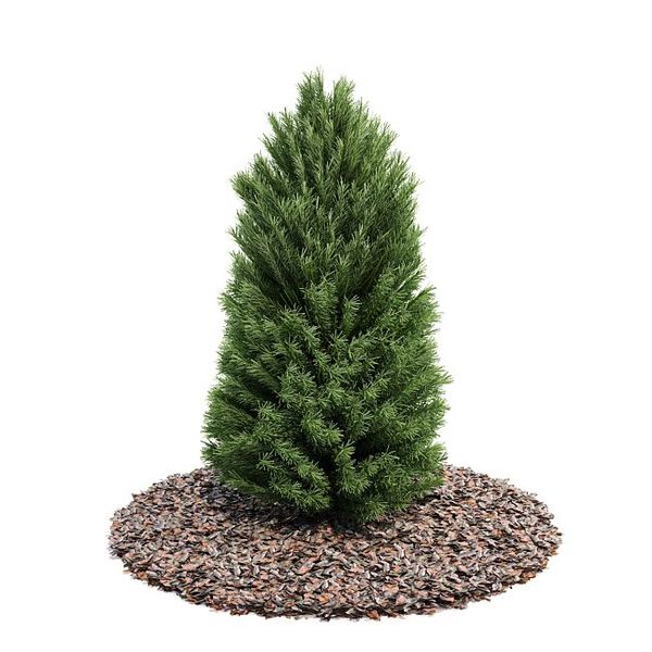Plant 21 AM52 image 0