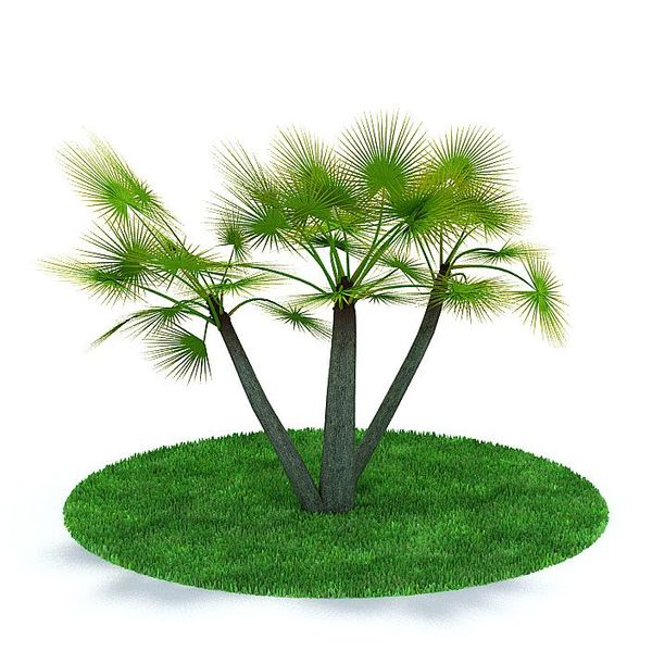 Plant 11 AM31 image 0